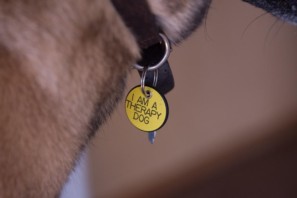 therapy dog tag